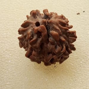 2 Mukhi Rudraksha