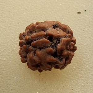 2 Mukhi Rudraksha