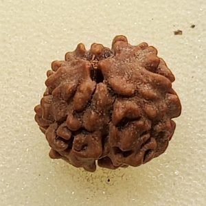 2 Mukhi Rudraksha