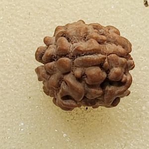 2 Mukhi Rudraksha