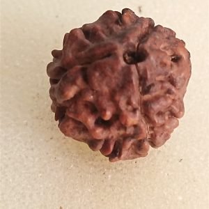 3 Mukhi Nepali Rudraksha