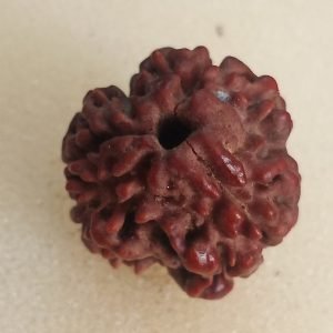 3 Mukhi Nepali Rudraksha