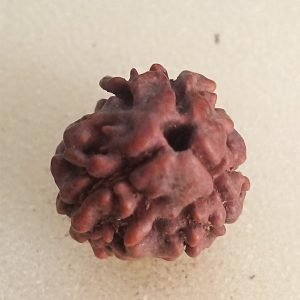 3 Mukhi Nepali Rudraksha