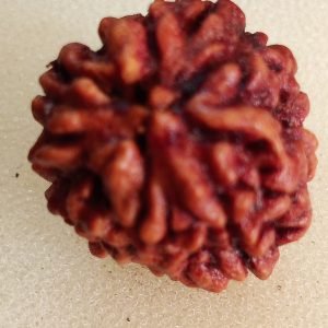 3 Mukhi Rudraksha