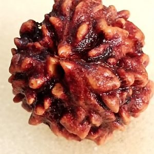 3 Mukhi Rudraksha