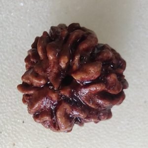 3 Mukhi Rudraksha