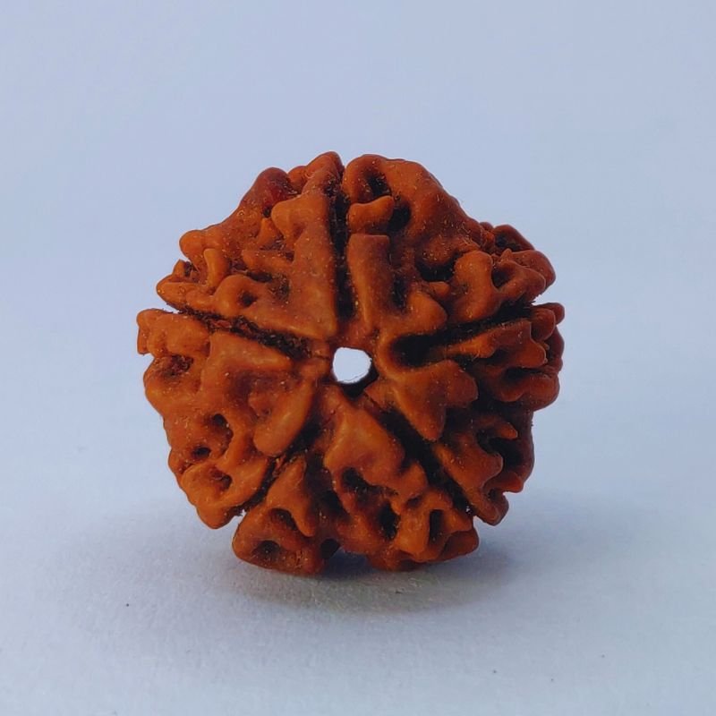 5 Mukhi Rudrakasha 1 5 Mukhi Rudraksha
