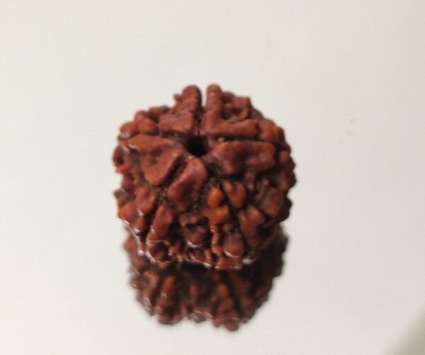 5 Mukhi Nepali Rudraksha